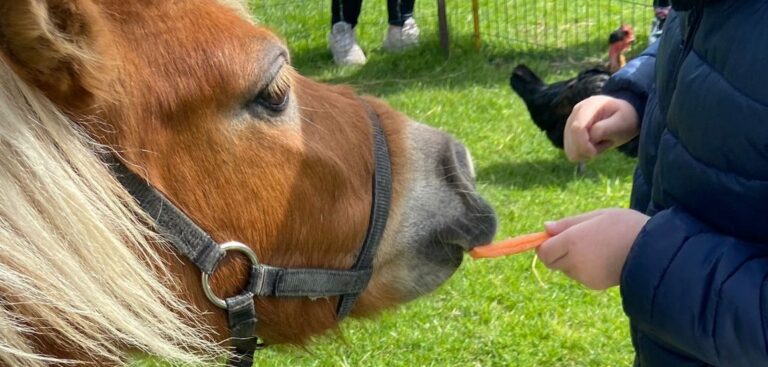 photo carotte à paquerette (1)